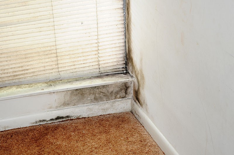 What Does Black Mould On Your Window Frames Mean?