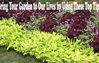 Bring Your Garden to Our Lives by Using These Top Tips