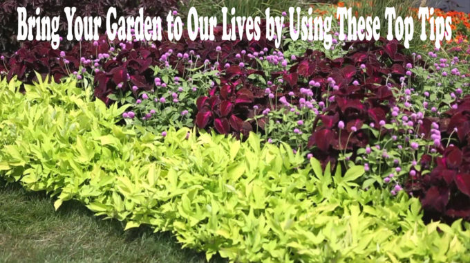 Bring Your Garden to Our Lives by Using These Top Tips