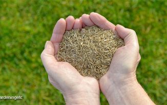 Five Steps on How to Sow Grass Seed Effectively at Home
