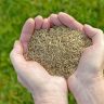 Five Steps on How to Sow Grass Seed Effectively at Home