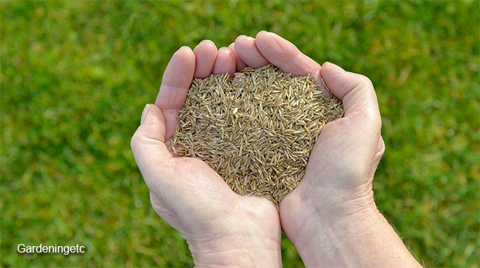 Five Steps on How to Sow Grass Seed Effectively at Home