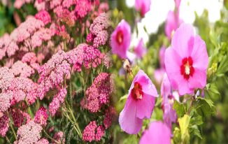 Best Low-Maintenance Outdoor Plants for Sunny Gardens