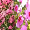 Best Low-Maintenance Outdoor Plants for Sunny Gardens