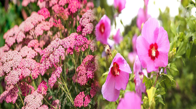 Best Low-Maintenance Outdoor Plants for Sunny Gardens